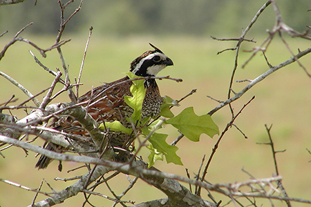 photo of Bobwhite Quail in tree